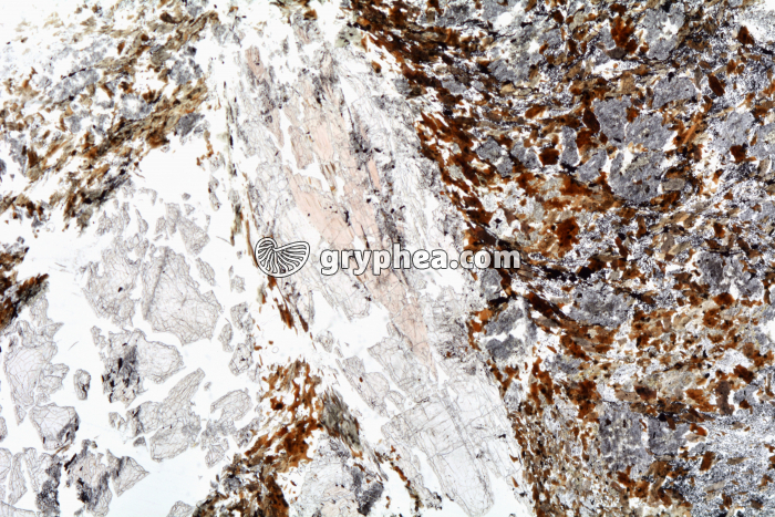 Micaschiste à andalousite LPNA x3,5 - gryphea.com